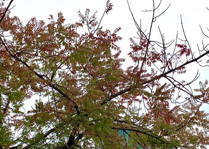 024年終將近，天氣轉涼，而台北市也有一處冬季限定橘紅美景。 圖：翻攝自台北市立公園處官網