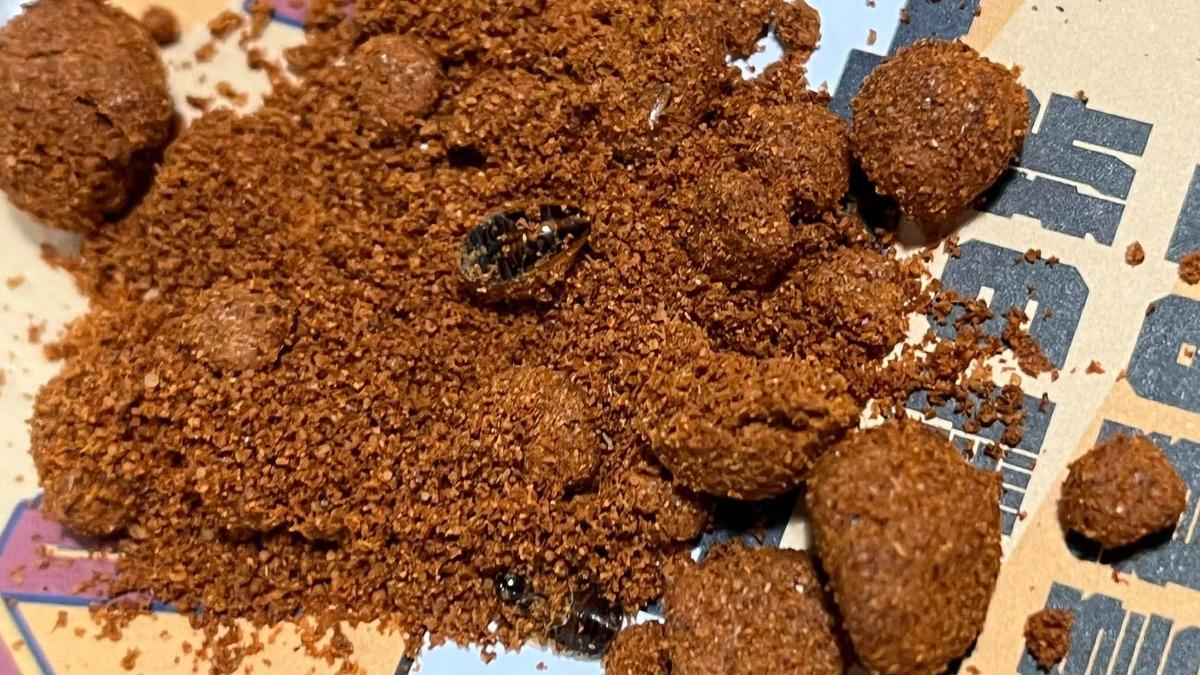 一名網友在頂呱呱西門店用餐時發現辣椒粉內有蟑螂及蟑螂蛋，台北市衛生局將派員稽查，如有違規將要求限期改善，未改善者將面臨罰鍰。 圖：翻攝自社群平台「爆料公社」