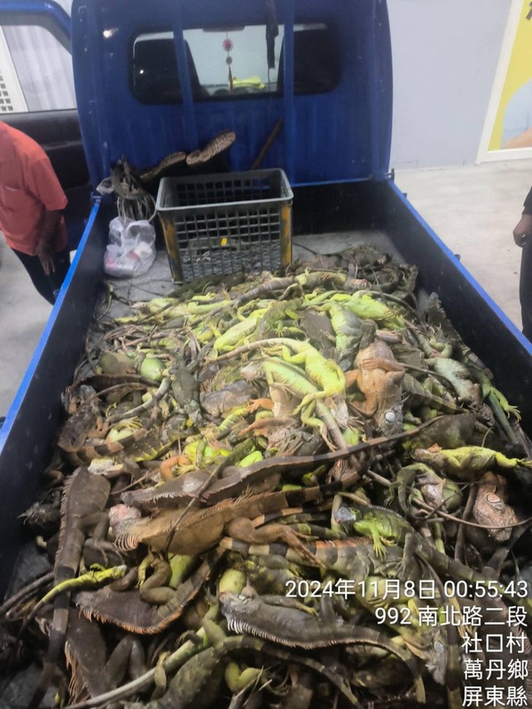 南台灣綠鬣蜥入侵問題嚴重，已在全台建立約20萬隻野外族群，逐漸向北部蔓延。農業部要求地方政府加強移除工作，阻止族群擴張。 圖：翻攝自屏東縣縣議員洪宗麒 臉書專頁