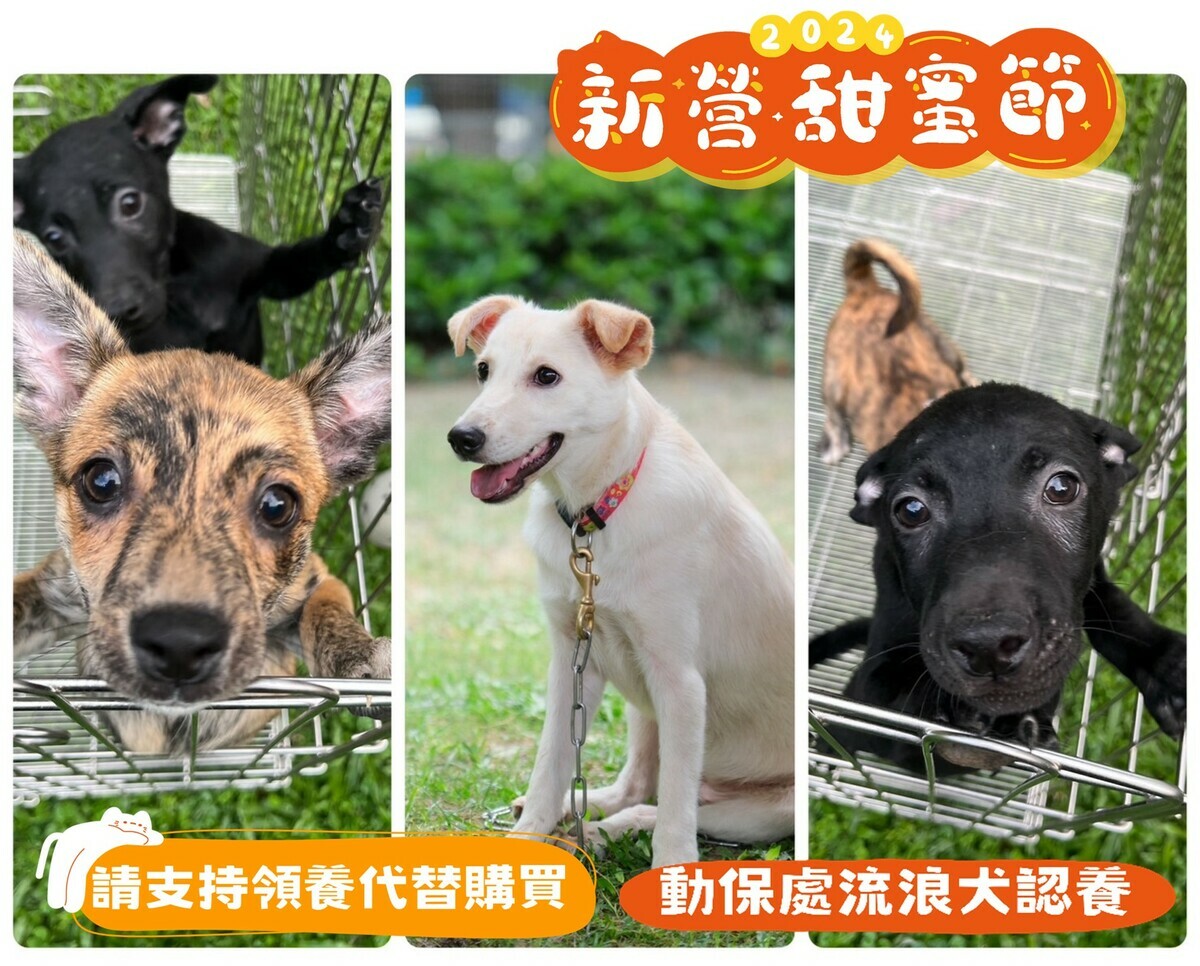 新營甜蜜節寵物週-動保處宣傳 圖 : 主辦單位/提供