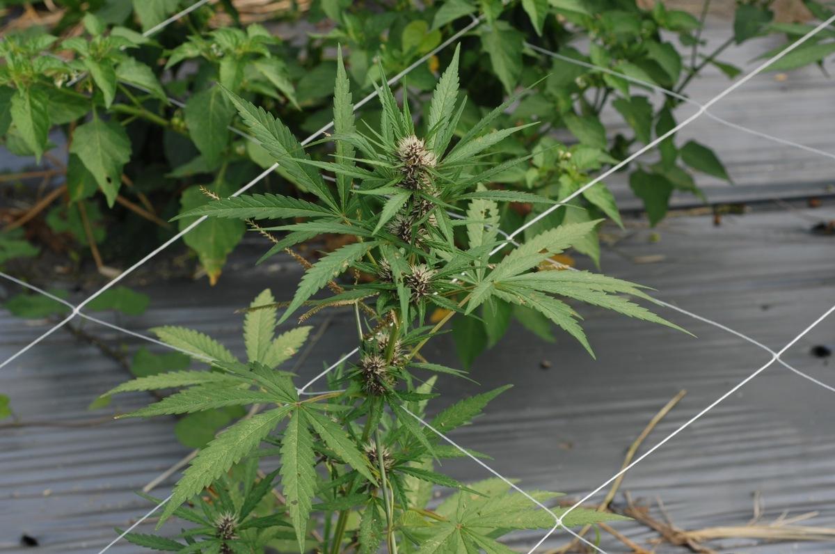 生多所利用DNA檢測協助檢警確認毒品原植物種類並銷毀，避免網路販售及夜店散佈，降低年輕人接觸機會。（圖為大麻示意) 圖：生多所／提供