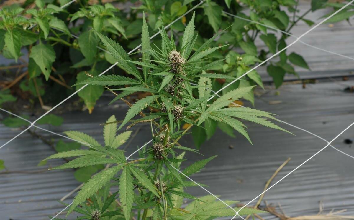 非法種植大麻案件增多！農業部生多所出招：「這款」鑑識可防擴散