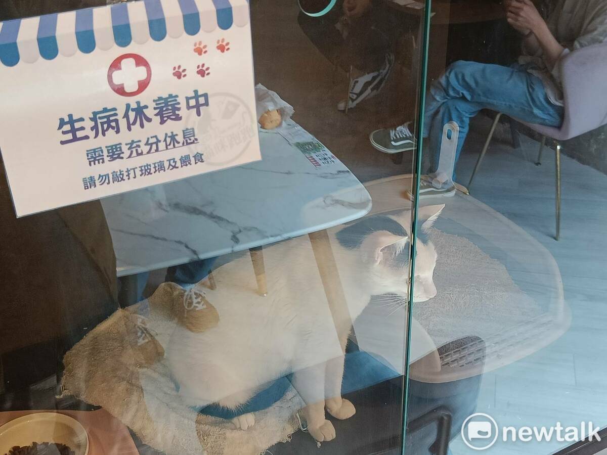 「貓咪跑跑」寵物友善餐廳收養的流浪貓罹患重病。 圖：唐復年/攝