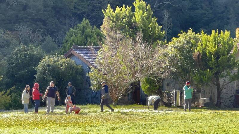 受大陸冷氣團影響，武陵農場今日清晨出現白霜覆蓋草地的難得美景。 圖：武陵農場／提供