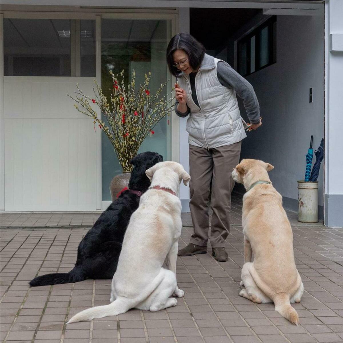蔡英文在臉書貼出與3隻領養的退役導盲犬的合照，懷念相繼離世的3隻毛小孩。 圖：翻攝蔡英文臉書