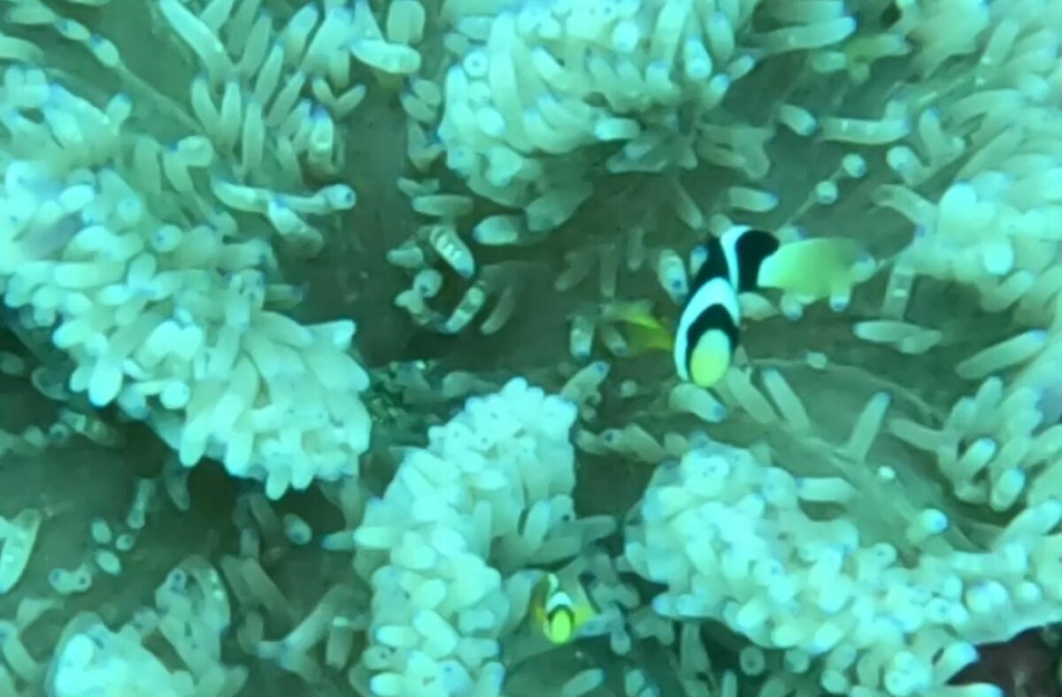 新北市因海岸線長，也有許多豐富海洋生物。新北市動物保護防疫處託台灣海洋大學進行瑞芳區蝙蝠洞海域水下生態調查，拍攝到許多珊瑚礁指標魚種。 圖：新北市動保處／提供