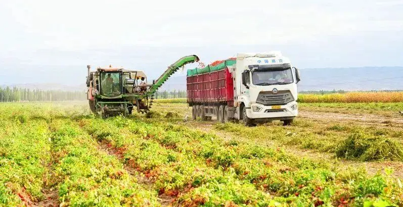 中國塔城地區一村民駕駛機械採收番茄。 圖:翻攝自騰訊網