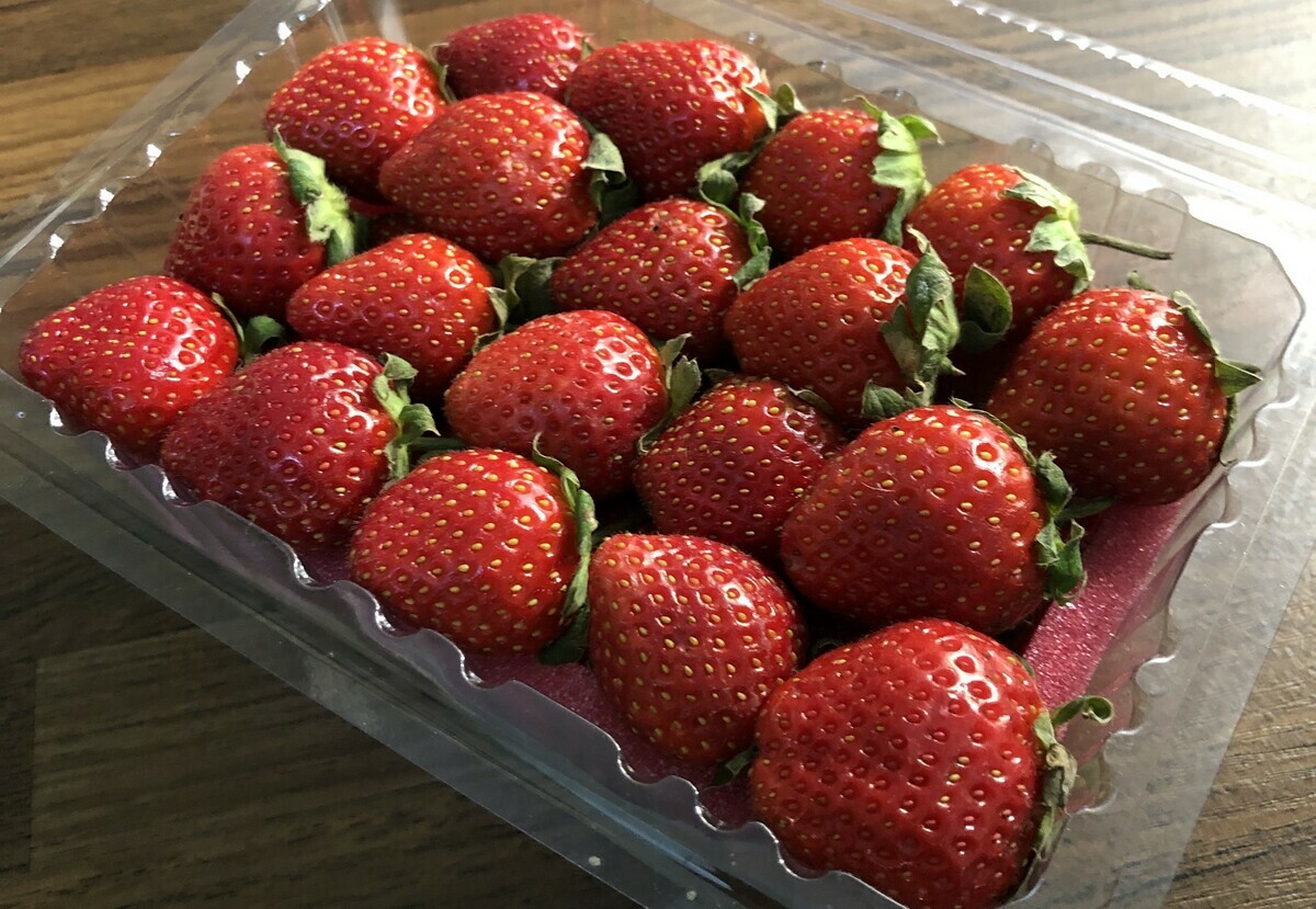 今年受氣候和病蟲害影響，草莓減產近5成，產期也延後許多，每公斤零售價更飆破千元，全台草莓大缺貨，消費者有錢也不一定買得到。 圖：民眾／提供