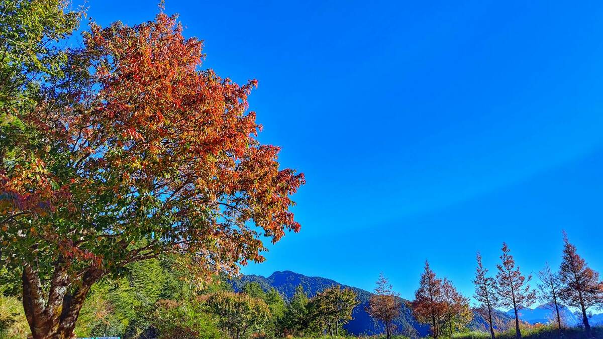 陸續轉紅的紅榨槭，小雪山區域。 圖：林業署台中分署／提供（林正智攝）