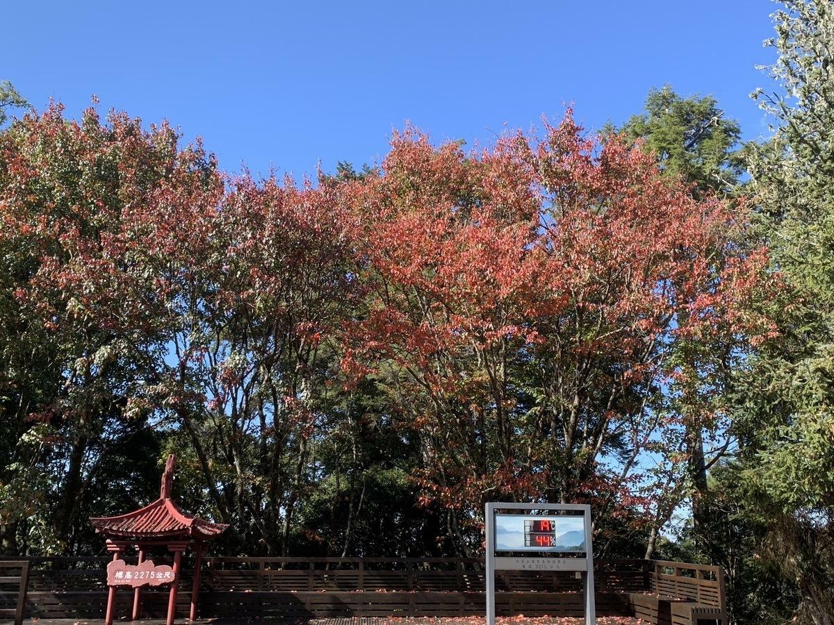 遊客中心周邊楓紅。 圖：林業署台中分署／提供
