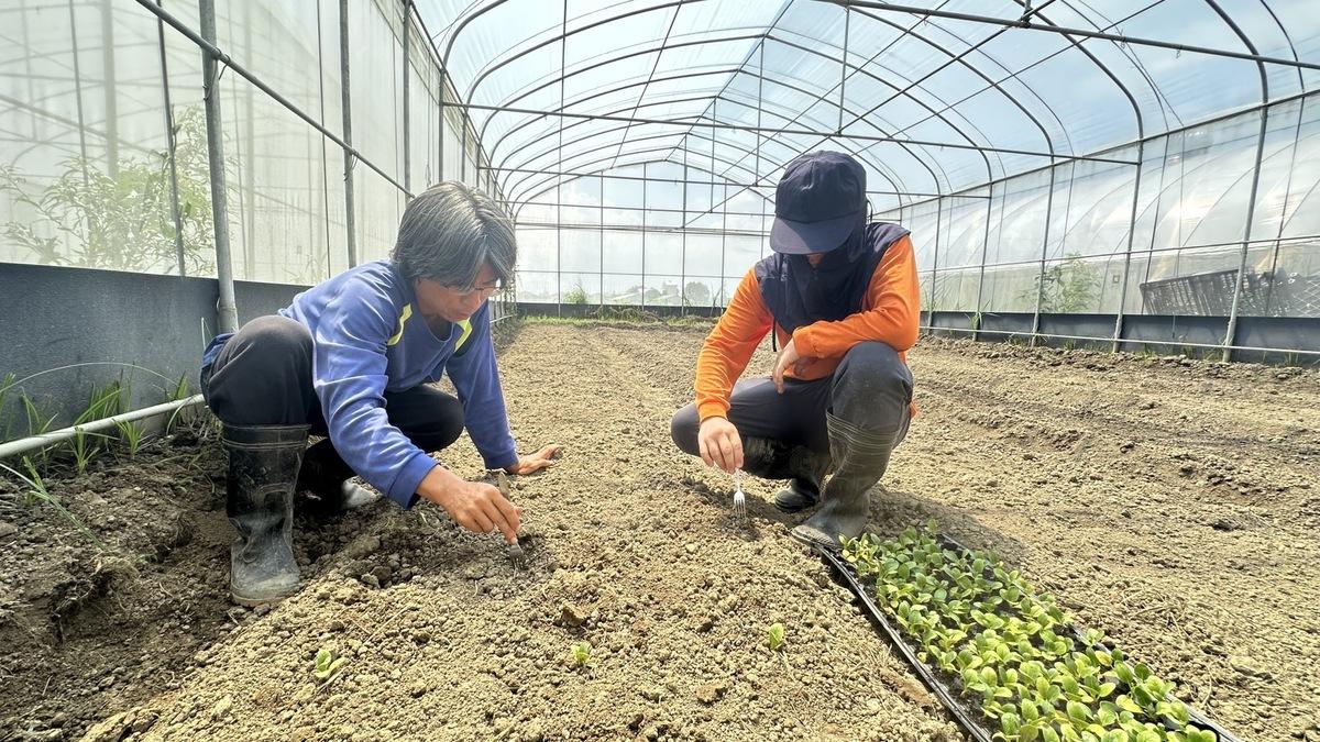 庇護農藝工場員工親手栽種無毒蔬菜。 圖：孫家銘翻攝