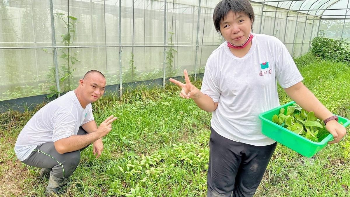 庇護員工親手收成無毒蔬果。 圖：孫家銘翻攝