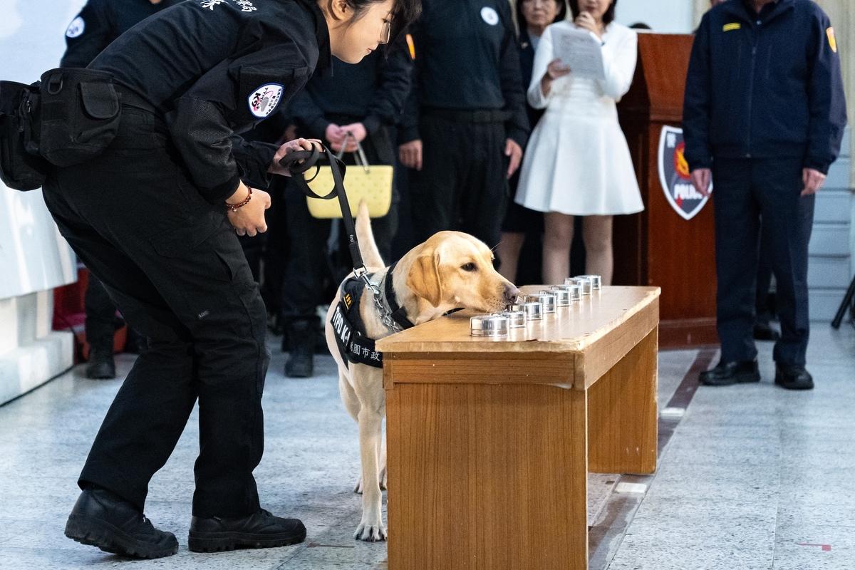 犬隻的嗅覺系統靈敏度最高可達到人類的10萬倍，甚至可以分辨出1萬種氣味的細微差異。 圖：桃園市政府/提供