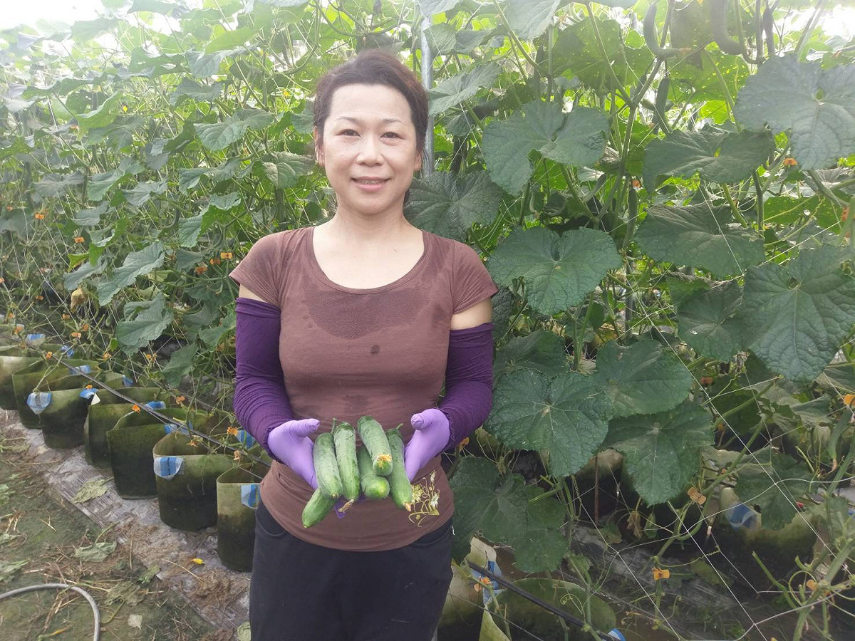 何雨宣卻打破慣例，用種植樹木的不織布花盆，以自動養液滴灌，種出長、短、胖、瘦各種身材的小黃瓜，而且產量是原本的兩倍。 圖：何雨宣提供