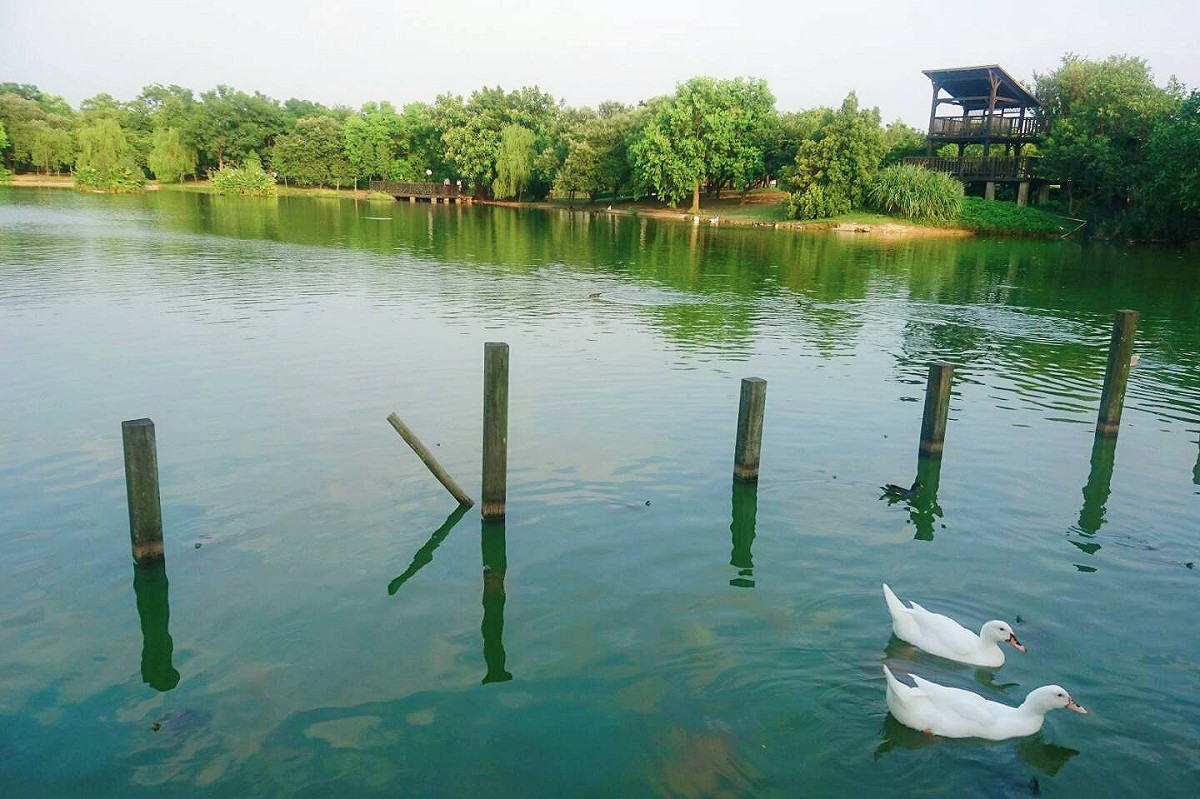 桃園市境內有兩大重要的灌溉系統，2017桃園地景藝術節把兩者靠海的各鄉鎮市和近山的各鄉鎮市都有水利系統來供應數以千頃的農田。 圖：桃園市政府/提供