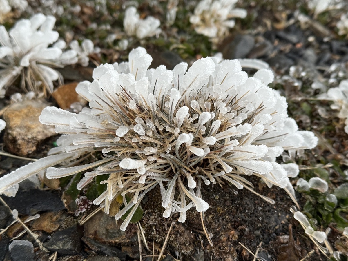 雨淞是冰凍的雨滴撞擊物體表面後，產生光滑且透明的冰層。 圖：中央氣象署／提供