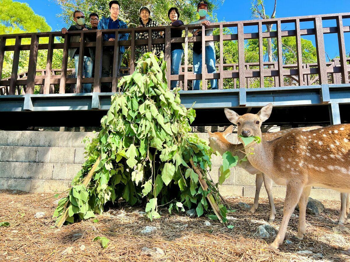 梅花鹿品嚐構樹葉聖誕大餐。 圖：高雄市觀光局提供