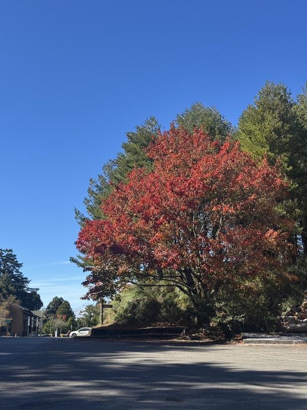 小雪山區域紅榨槭已全株轉紅。 圖：林業署台中分署／提供