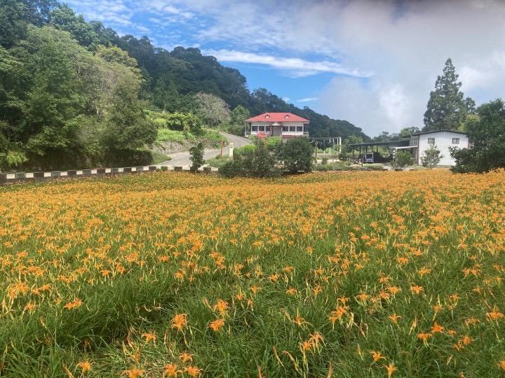 花蓮無硫乾金針碳足跡780公克，將申請碳標籤，有望成台灣首個標籤加工蔬菜，推動綠色消費。 圖：農業部／提供
