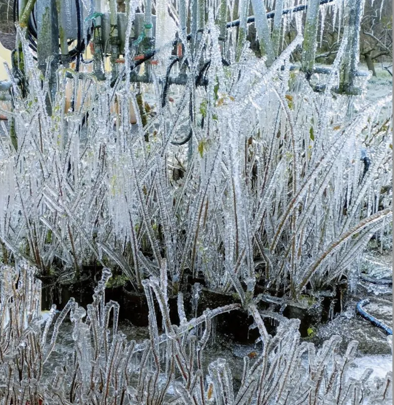 受強烈大陸冷氣團影響，今日武陵農場內的植物表面結滿冰霜。 圖：武陵農場／提供