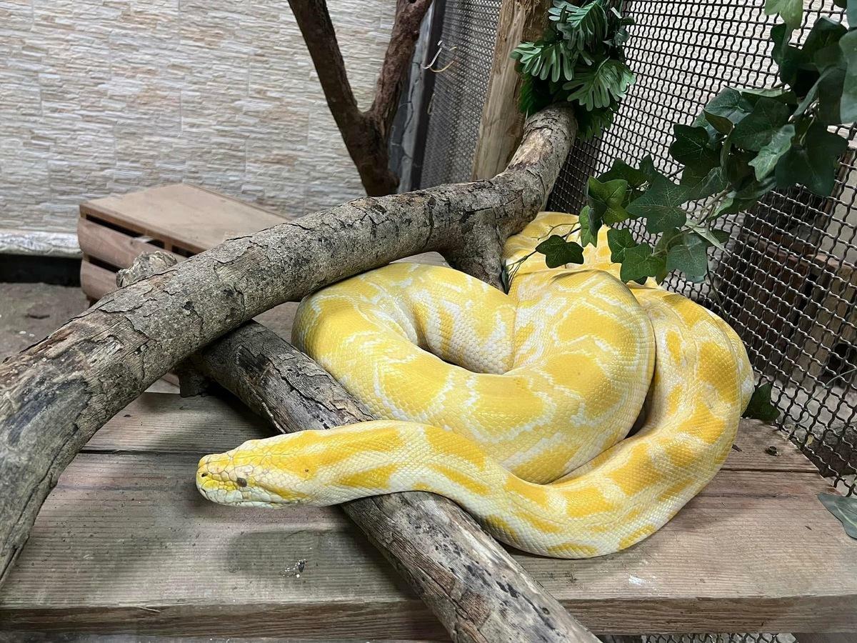壽山動物園今年最耀眼的兩位「蛇」明星之一黃金蟒「金金」。 圖：高雄市觀光局／提供