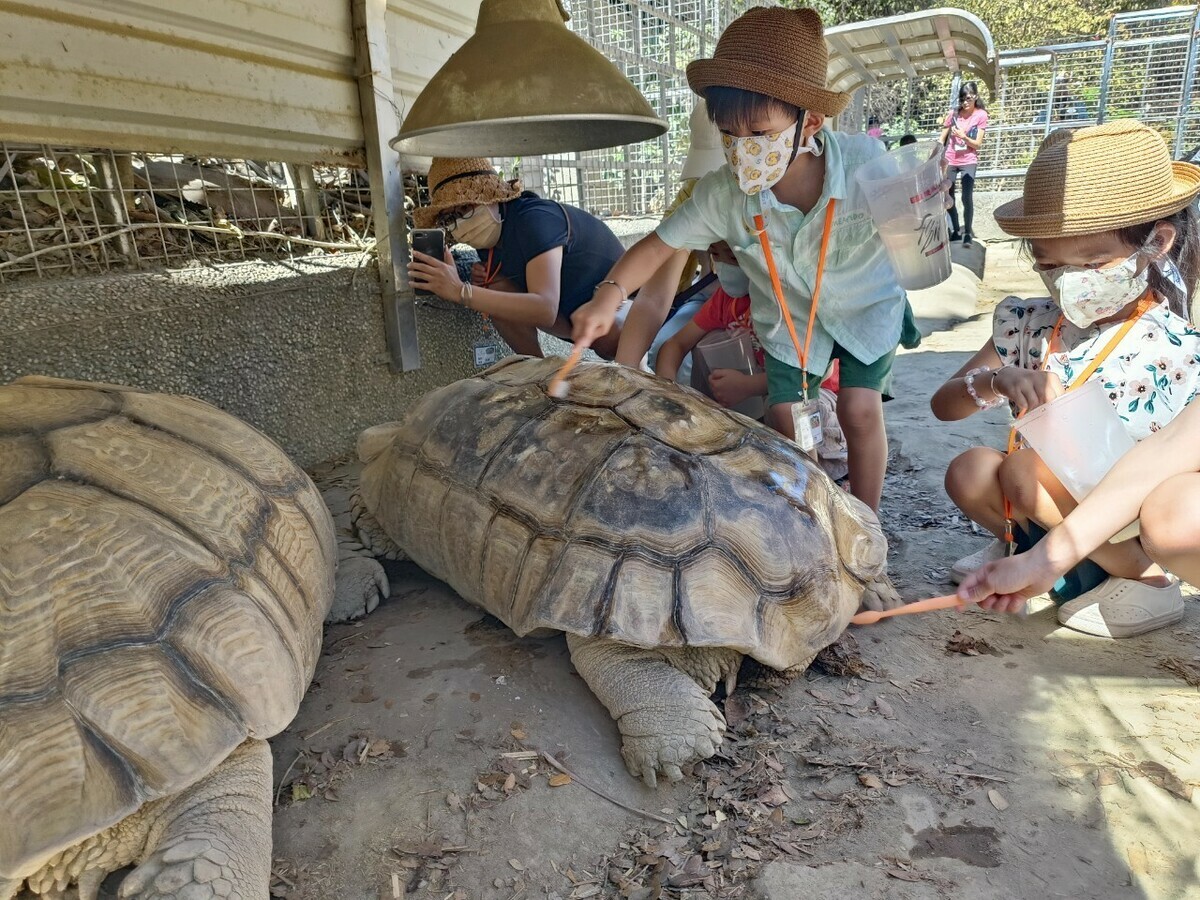 全國獨創的「夜宿壽山動物園」生態營隊，將深入象龜展場與動物親密接觸。 圖：高雄市觀光局／提供（資料照）