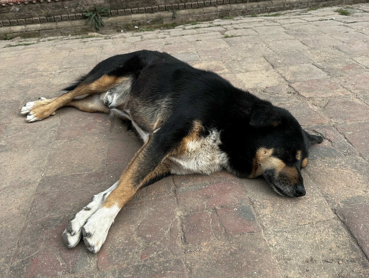 遊蕩犬往往需要自行覓食和生活，若沒有人為介入管理，除了可能咬傷人或造成農牧業損失外，還可能危及生態。 圖：民眾／提供
