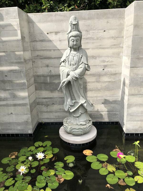國際導演吳宇森洛杉磯家的鎮家寶(半年前)荷花笑瞇瞇，現在全枯了。 圖/倪有純提供