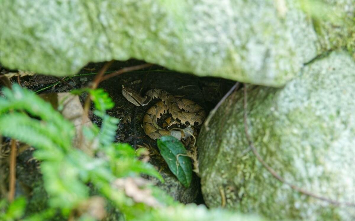 八仙山「百步蛇寶寶」現身迎蛇年！一年不見變長又變重