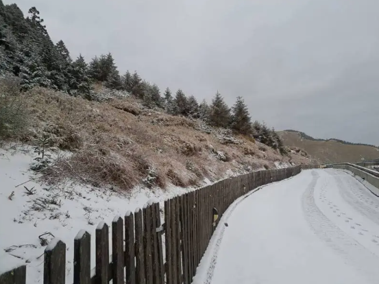 合歡山成雪白世界。 圖：林業署南投分署／提供