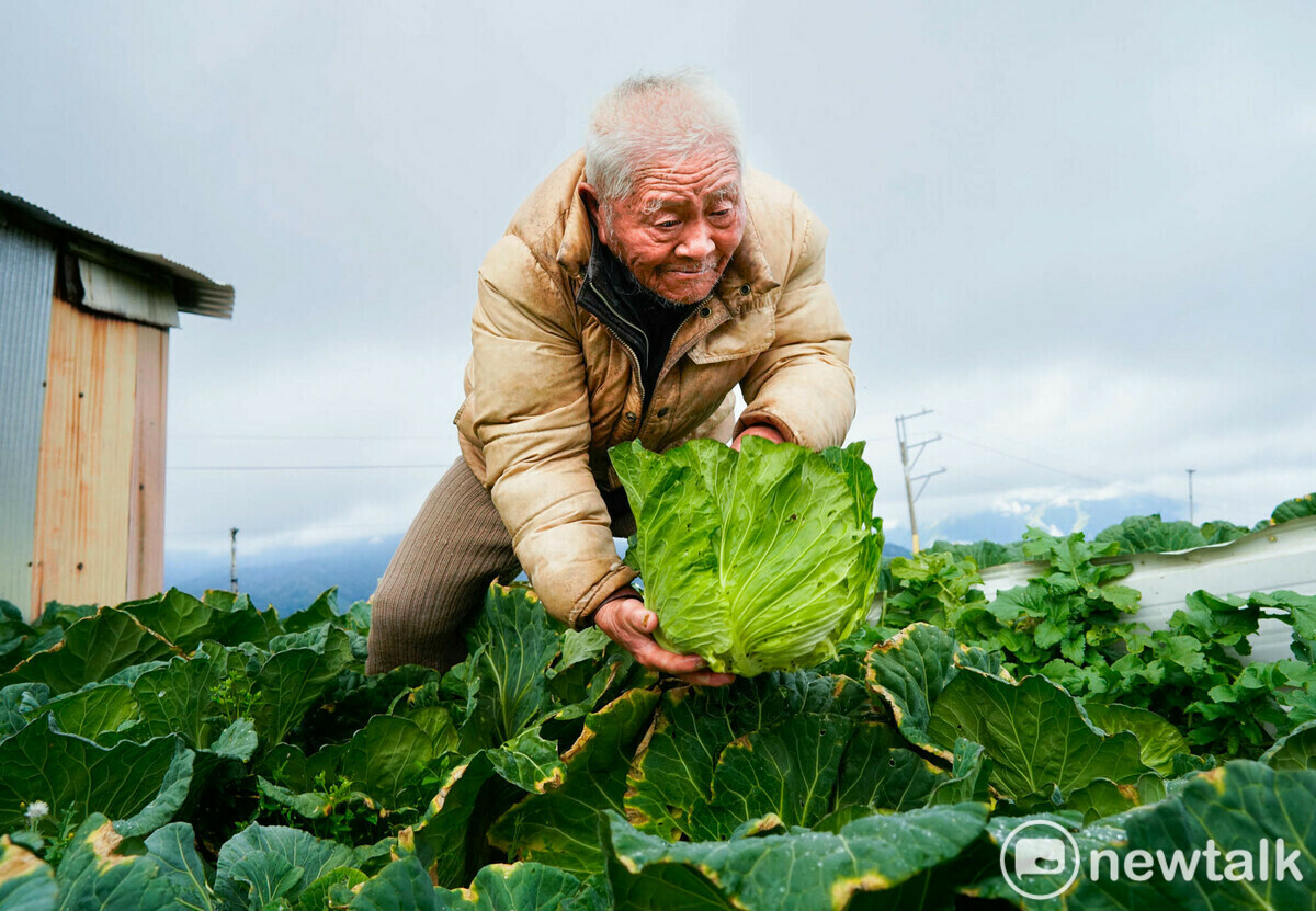 今年（2025年）102歲的王瑞庭在民國62年從軍中退伍後，到福壽山農場報到，他和其他軍中同袍被派到華崗墾地，剛開始種果樹，因華崗多雲霧不利蘋果生長，改種高麗菜。他是華崗第一代，也是最後一位還在華崗種高麗菜的老榮民。2024年，王瑞庭說：『今年的高麗菜採收後，就不再種高麗菜了』！在華崗種高麗菜的榮民也隨之走進歷史。 圖：張良一/攝