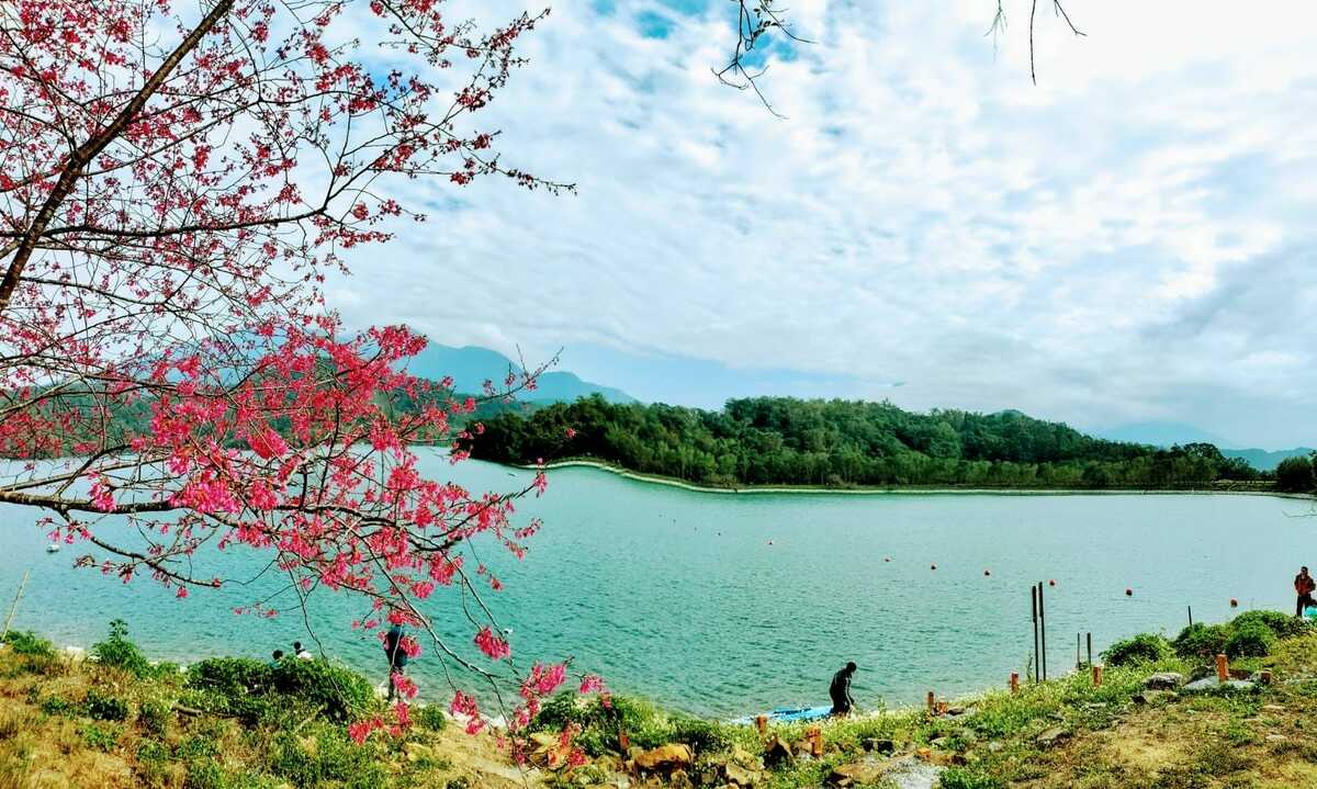 南投日月潭是賞櫻地點。 圖：翻攝自日月潭國家風景區管理處臉書