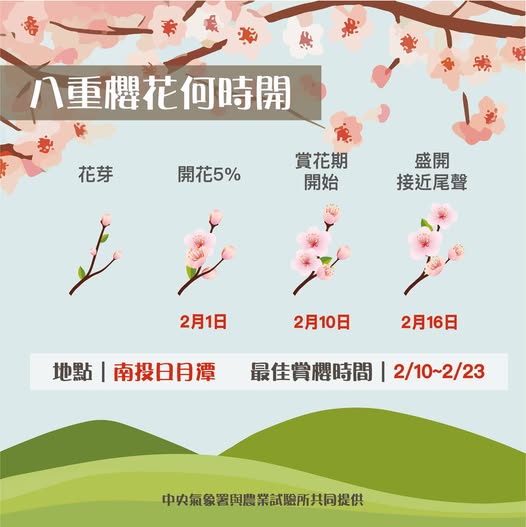 八重櫻花開花時間。 圖：翻攝自中央氣象署臉書