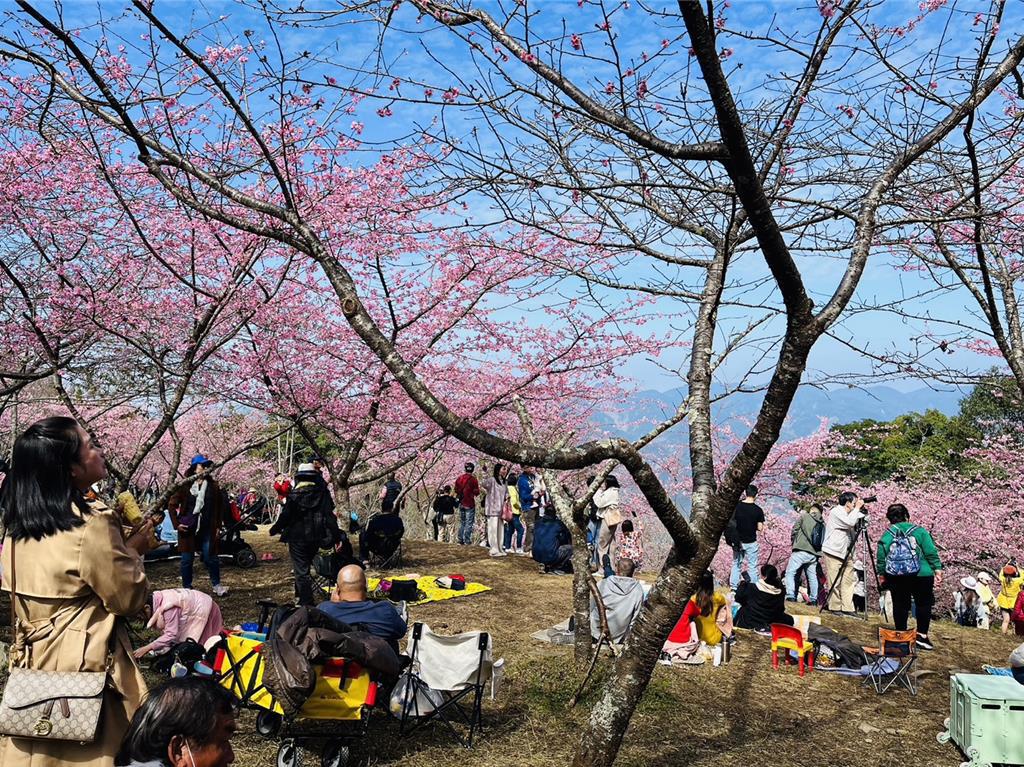 桃源區寶山二集團櫻花公園是南台灣走春最佳去處。 圖：高雄市原民會提供