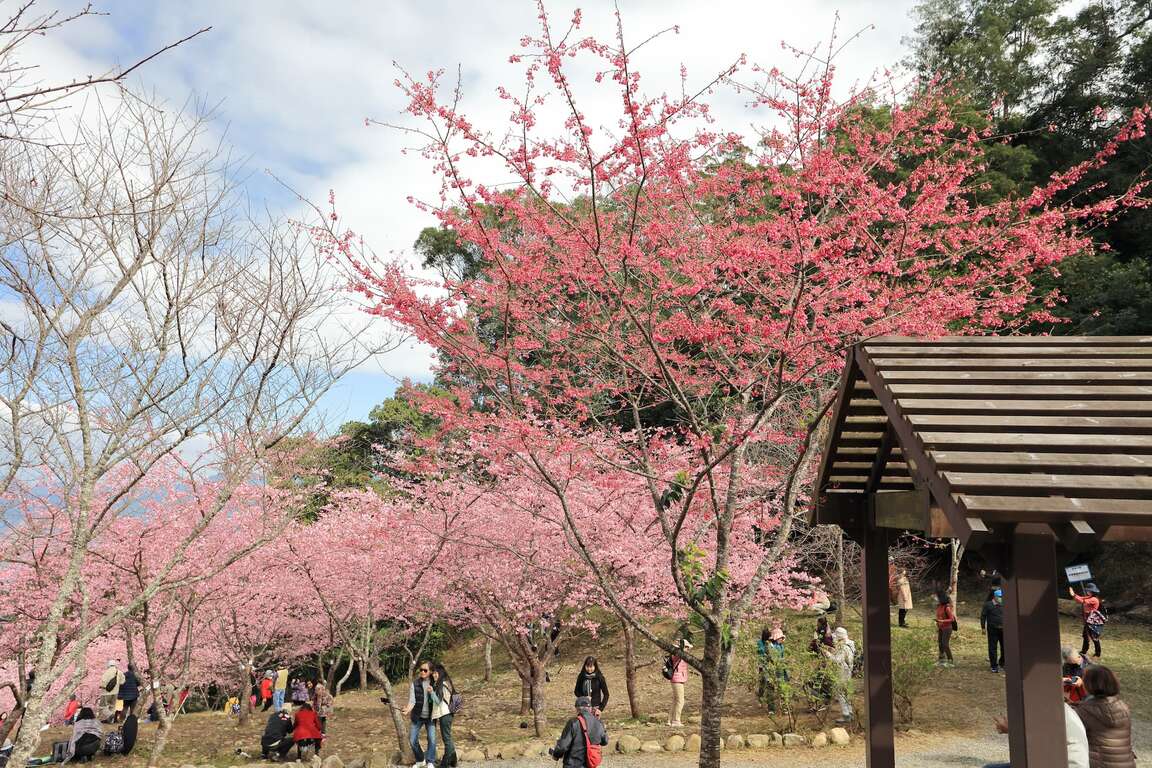 寶山二集團櫻花公園是高雄唯一的天然賞櫻秘境、南台灣最佳賞櫻首選。 圖：翻攝茂林風景區管理處官網