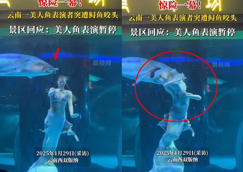 雲南水底世界園區，美人魚表演者遭鱘魚咬住頭部，掙脫後受到驚嚇緊急上浮，該表演節目已經暫停。 圖：翻攝微博