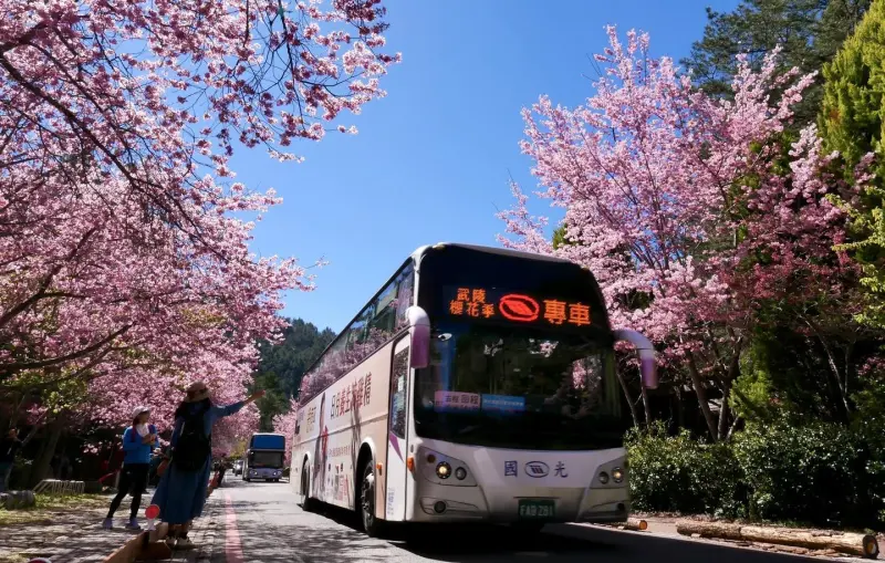 ▲國光客運明後兩天停駛5條路線的賞櫻專車，估計2千多人受影響。即使上了山，武陵最富盛名的粉紅佳人也還沒開。（資料畫面／武陵農場提供）