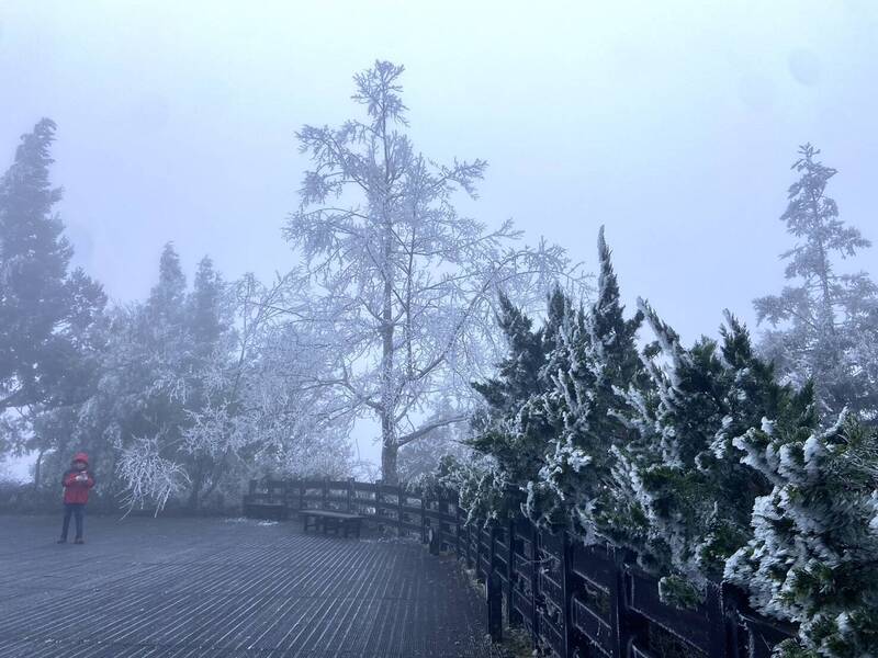 寒流來襲，太平山今晨低溫零下2度，8點半後降冰霰，山林霧淞如銀白世界。補班日仍吸引逾2,000人入園，超越假日人數。 圖：太平山國家森林遊樂區 ／ 提供