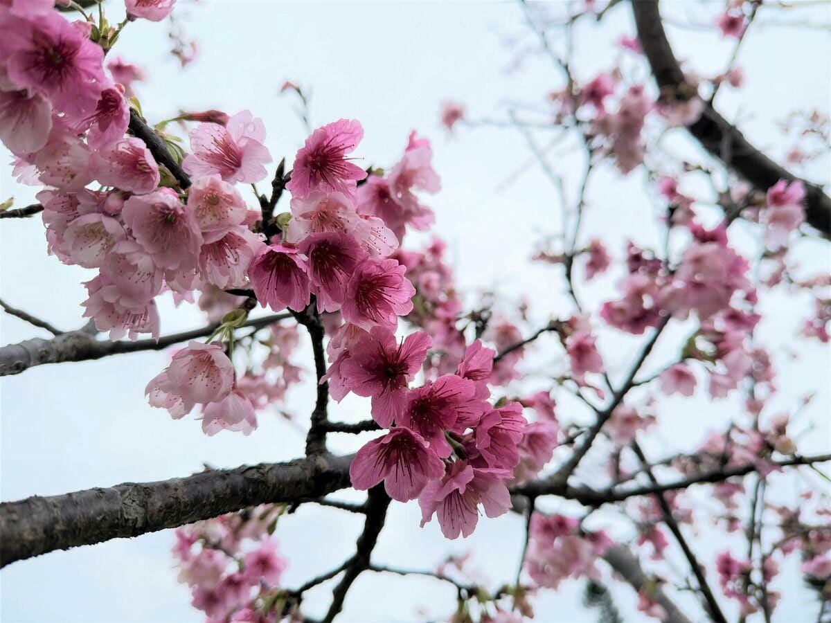 目前陽光公園內的河津櫻已開始綻放，預計最佳賞櫻期落在2月上旬至3月上旬。 圖：新北市政府高灘地工程管理處／提供