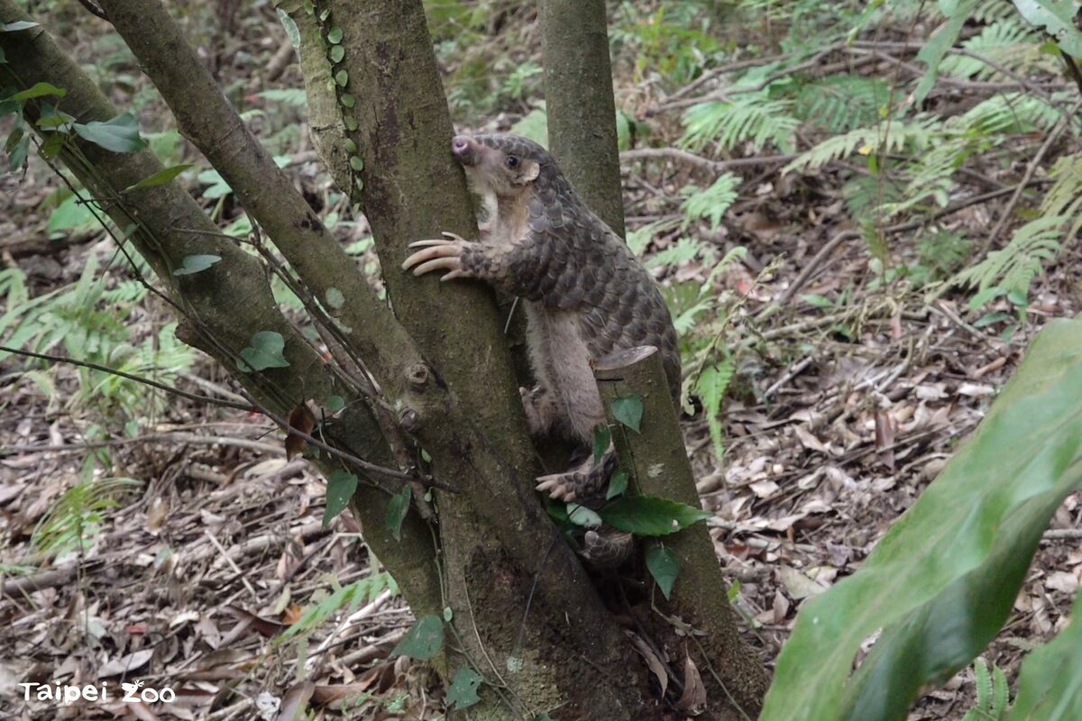 國際自然保育聯盟將每年2月的第三個星期六訂為國際穿山甲日(World Pangolin Day)。 圖：台北市立動物園／提供
