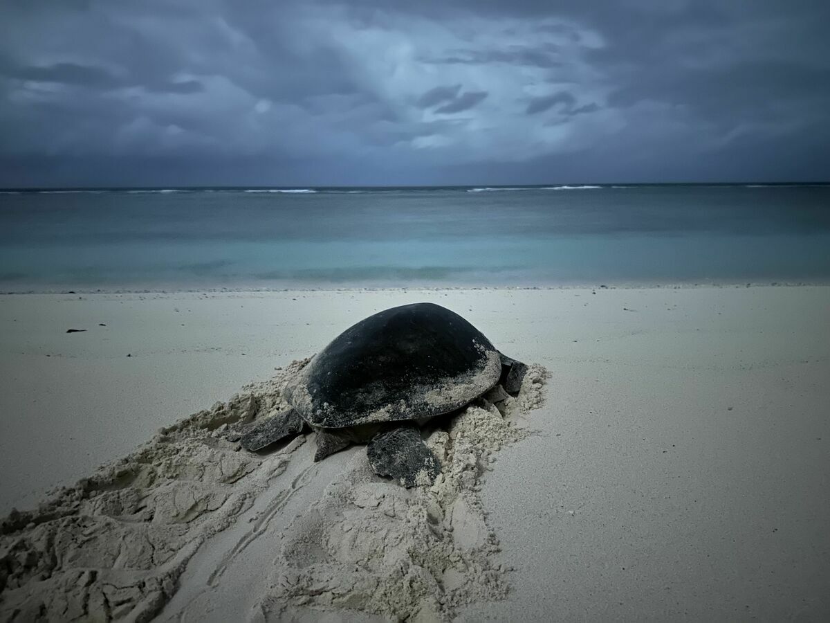 海保署表示，成年海龜會回到出生地產卵。 圖：海洋委員會海洋保育署／提供