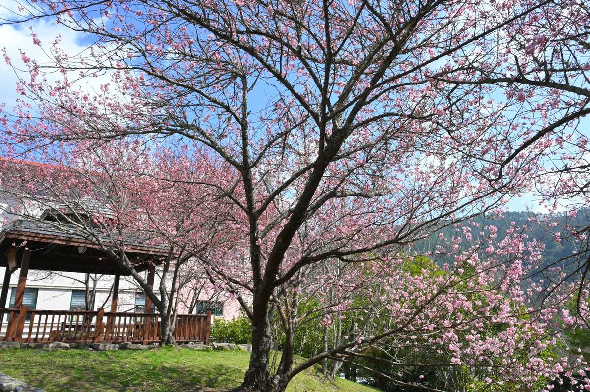 公路局與相關單位開會，決定管制期延長一星期至3月2日，以維持賞櫻品質。 圖：翻攝自武陵農場臉書