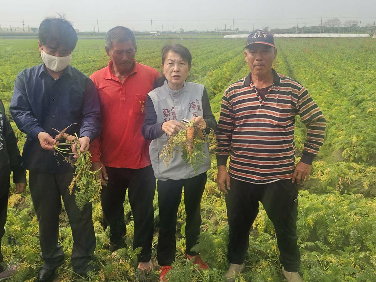 將軍、佳里、西港的紅蘿蔔農田受損，農民苦不堪言。陳亭妃辦公室與後援會近日接獲多起農民通報，反映紅蘿蔔因極端氣候影響而受損慘重，恐衝擊整體收成。 圖：陳亭妃服務處提供
