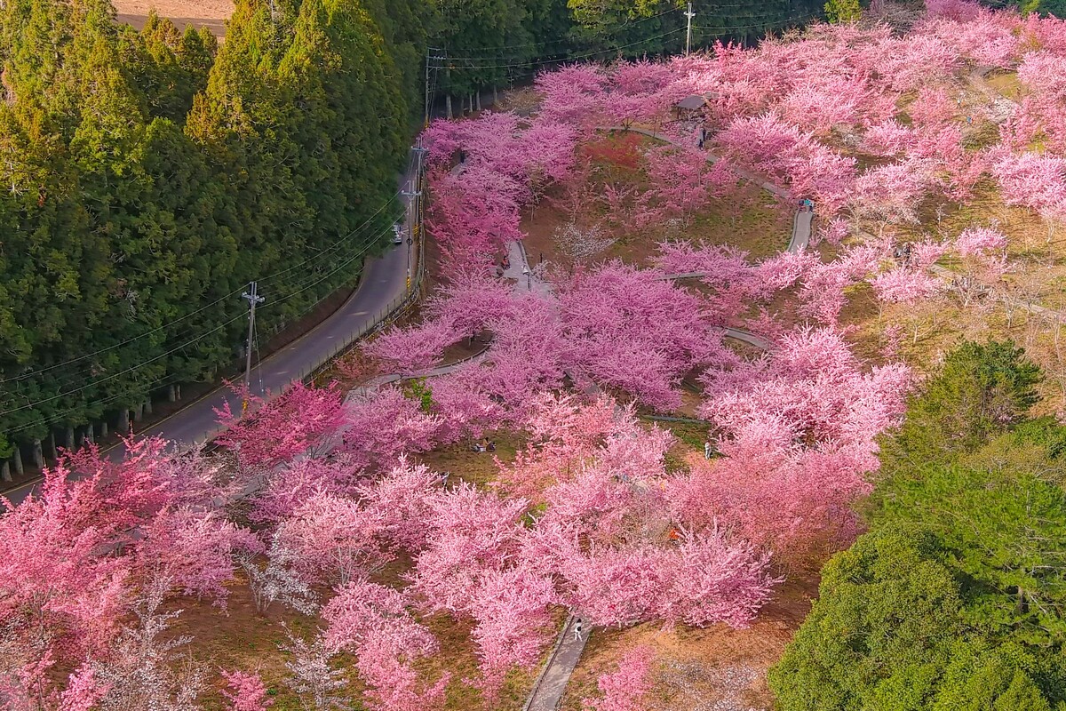 福壽山農場表示，今年櫻花花期「大遲到」。 圖：翻攝自福壽山農場FushoushanFarm 臉書