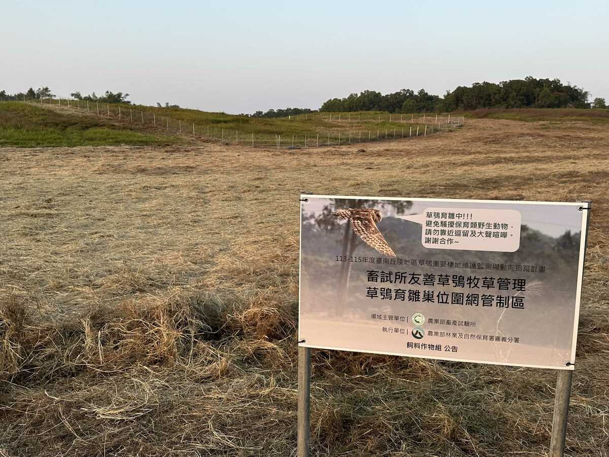 林保署與畜試所合作，在牧草地設置圍籬，製作草鴞幼兒園。 圖：林保署嘉義分署／提供