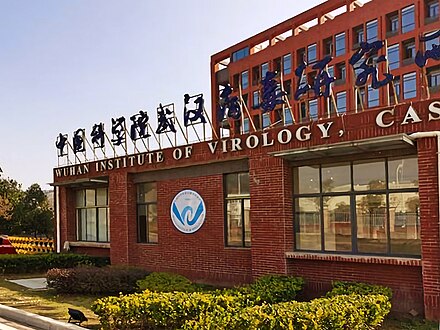中國研究人員近期在蝙蝠身上發現一種新的冠狀病毒，命名為「HKU5-CoV-2」，其入侵途徑與新冠病毒（SARS-CoV-2）相同。 圖：翻攝自維基百科
