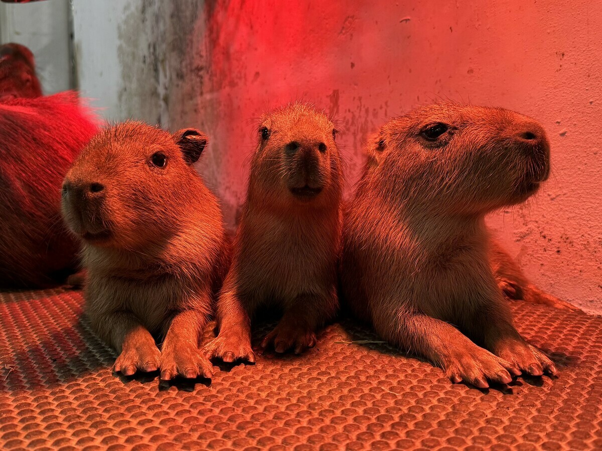 壽山動物園春節期間三隻水豚寶寶來報到。 圖：高雄市觀光局/提供