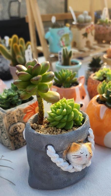 高雄潮玩祭市集活動特色植栽示意照。 圖：高雄市府提供