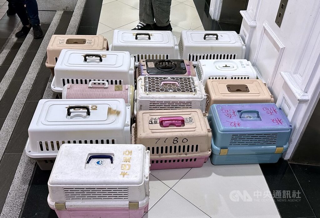新北市板橋區7貓疑遭虐死案，海山警分局28日逮捕棄養的謝姓男子到案釐清。動保處晚間進一步指出，謝男住處仍飼養16隻各品種成貓與幼貓，合併他已坦承棄養的7隻，初步清查共養了23隻貓咪。（翻攝畫面） 圖:中央社