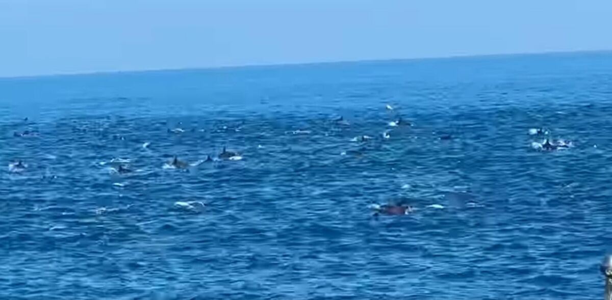 超難得一見的海豚群穿梭海面，船長果斷熄火共賞壯觀奇景。（翻攝自項彥豪臉書）